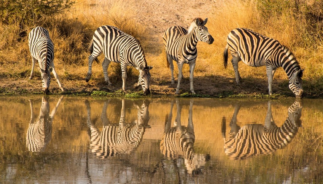 Kruger National Park elephant herd on savannah