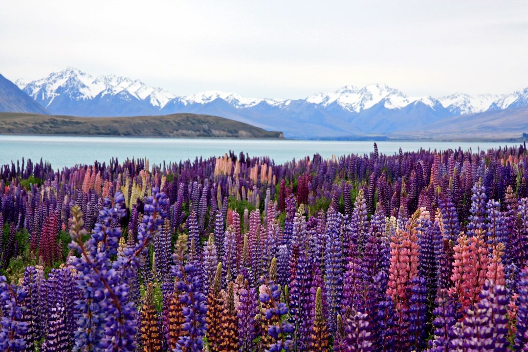 Lake Tekapo turquoise water and mountain