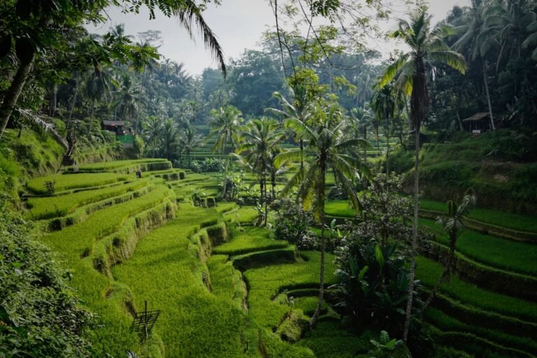 Essential Bali Travel Guide: Temples, Rice Terraces, Beaches & Authentic Experiences